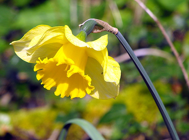 lonely daffodil