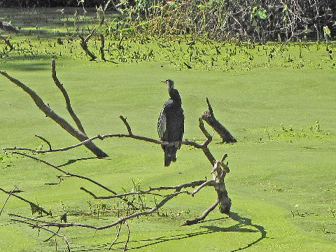 John Chesnut Park