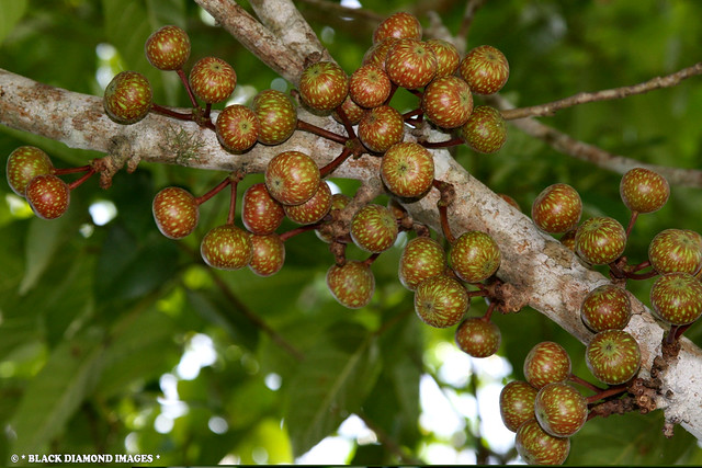 Ficus variegata - Variegated Fig
