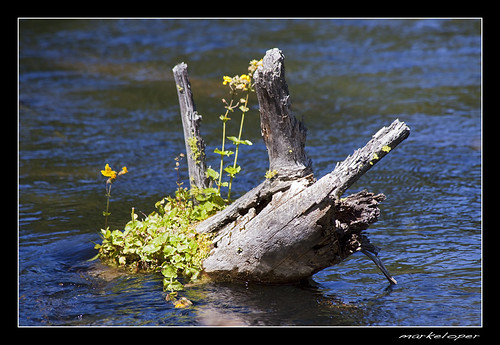 flower fall water oregon canon river log stream pacific northwest sunriver submerge 50d markeloper