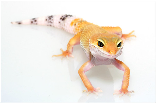 Leopard gecko | by Camilicious Reptilicus