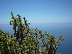 Euphorbia y el horizonte