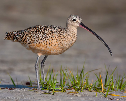 Long Billed Curlew - Breeding Plumage by Michael Pancier Photography