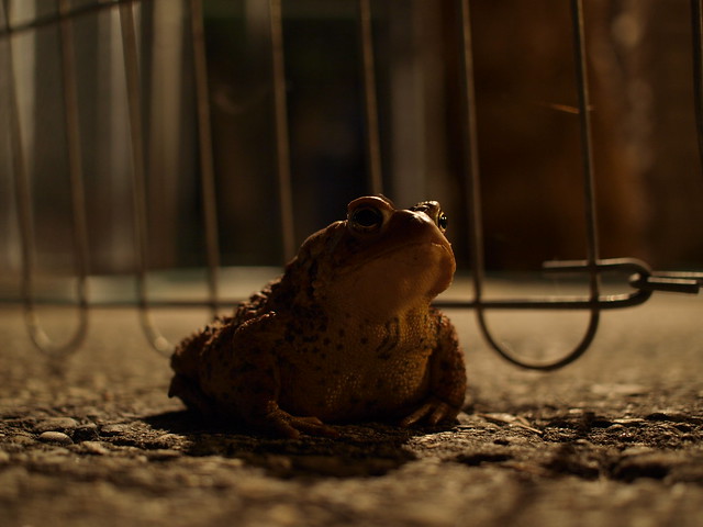 Toad / Frog