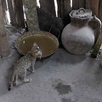 Kitten in kitchen - gatito en la cocina; Jinotega, Nicaragua
