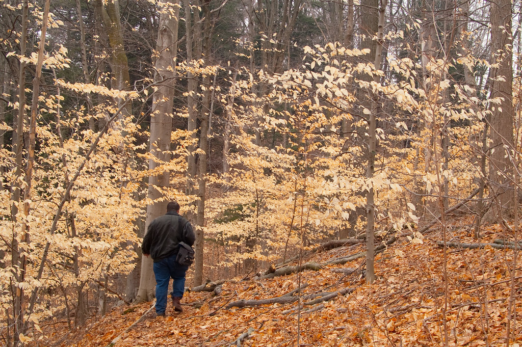 Fall or Spring | This grove of trees still has it's leaves. | Gregory ...