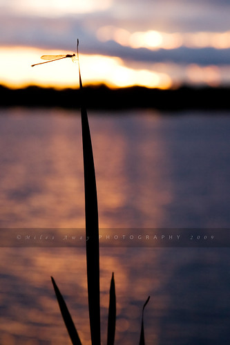 eve light sunset summer vacation orange sun lake ontario canada reflection water beautiful grass silhouette sunrise wonderful dark spectacular fun photography dawn photo amazing wings twilight photographer purple image dragonfly bokeh dusk ripple gorgeous cottage picture wave cottagecountry pic reflected trent stunning leisure lakefield trentsevernwaterway kawarthas milesaway kawarthalakes trentsevern wonderfulworld lakekatchewanooka drogonfly mandimiles mandimilesphotography milesawayphotography