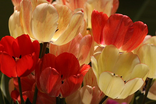 Tulip | by WAIS