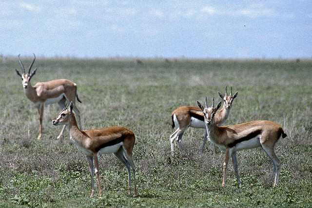 96-Wildlife in Tanzania - Serengeti-N'Gorongoro