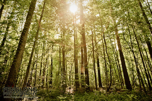 trees atlanta sunlight tree forest canon georgia lens flare chattahoochee 2011 atlantaweddingphotographer 5dmarkii zacharylong fenglongphotocom fenglongphotography