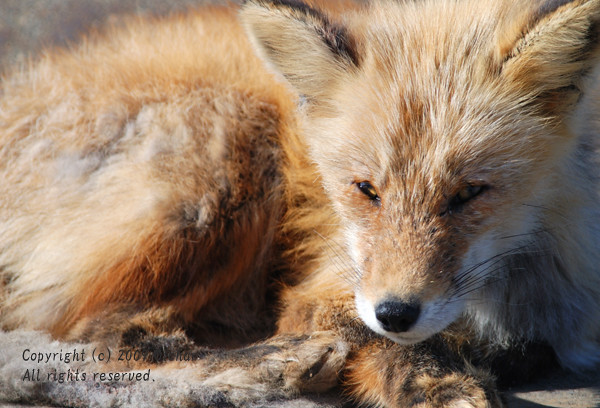 Tired Fox