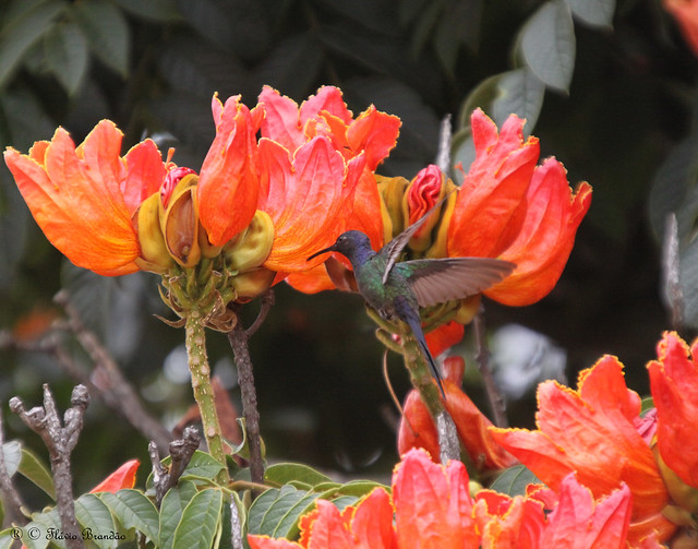 Série com o Beija-flor Tesoura (Eupetomena macroura) e a Tulipa africana (Spathodea campanulata) - Swallow-tailed Hummingbird and the African Tulip tree - 25-04-2009 - IMG_4761