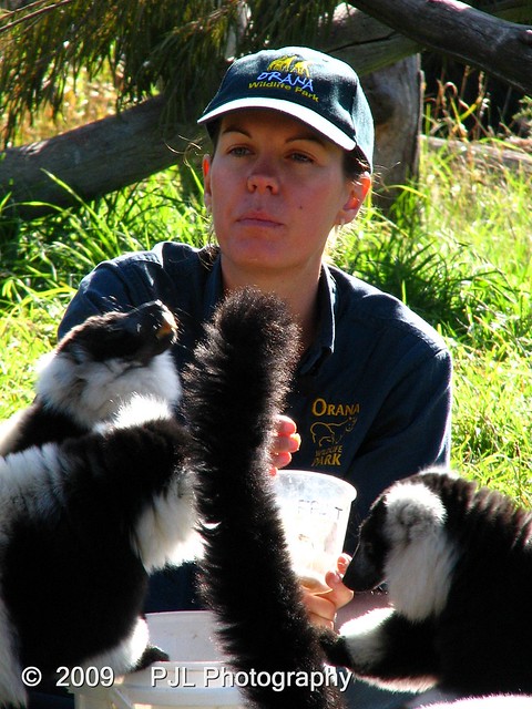 Orana Wildlife Park Keeper - Black And White Ruffled Lemur