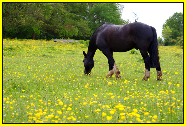 A Horse in the Buttercups