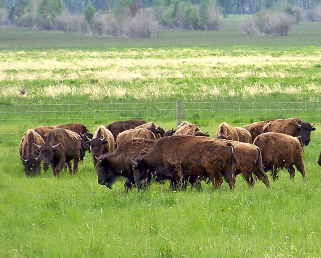 AB09f330 Bison Ranch, Alberta 2009