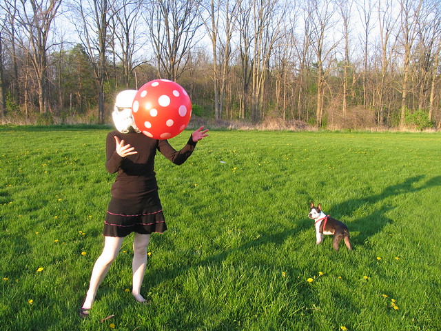 redandjonny: Red Polka Dot ball and a  Boston Terrier.
