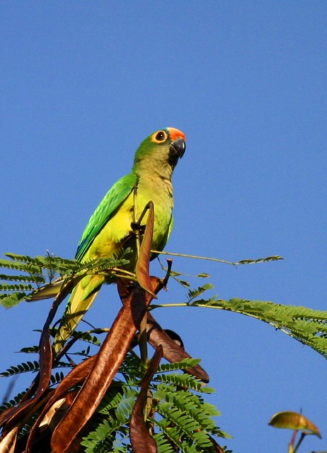 Periquito-rei (Peach-fronted Parakeet)