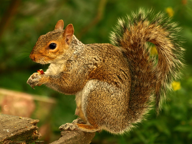 Squirrel Profile 3