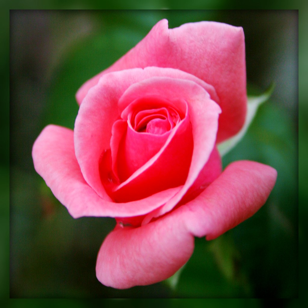 sweetheart rose | Deni Huttula | Flickr