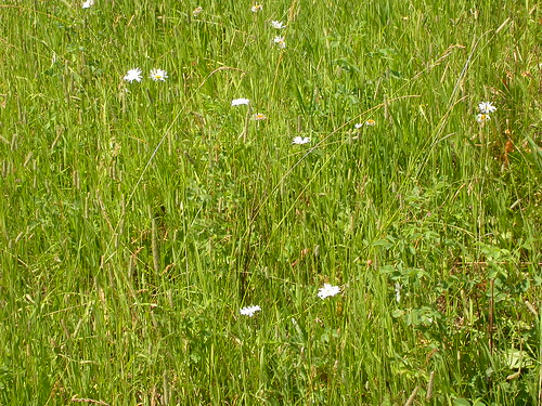 grass poaceae perennial introduced festuca bunchgrass bearcanyon meadowfescue coolseason gallagatortrail drysite poeae wetsite schedonorus schedonoruspratensis
