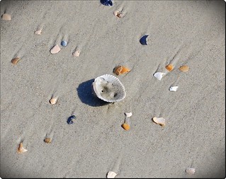 shells | by whodeenee