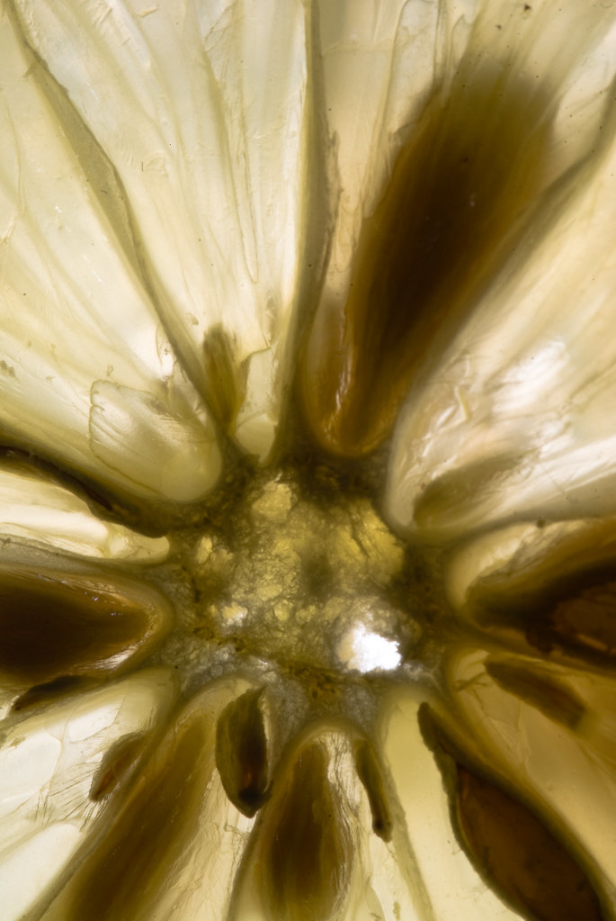 Exploded Lemon | Henk Bart | Flickr