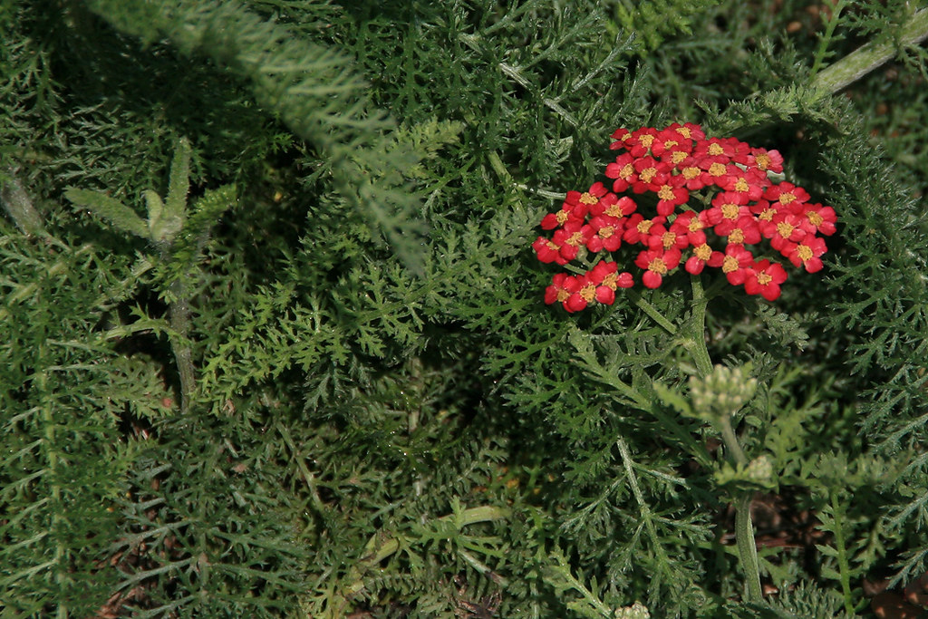 Nosebleed Plant | Achillea millefolium Yarrow Common Yarrow,… | Flickr
