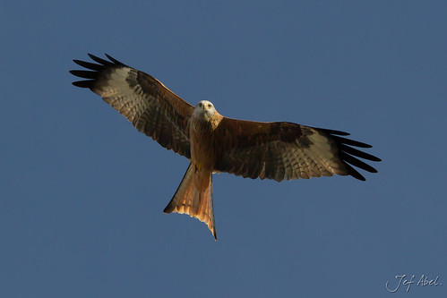 Red Kite | by Hans-Franz
