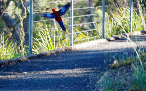kaptainkobold nsw bird parrot flight movement animal motion