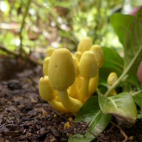Cluster of yellow toadstools (Leucocoprinus birnbaumii) | by tanetahi