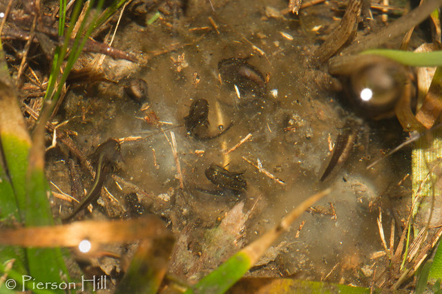 Hatching Frosted Flatwoods Salamanders (Ambystoma cingulatum)