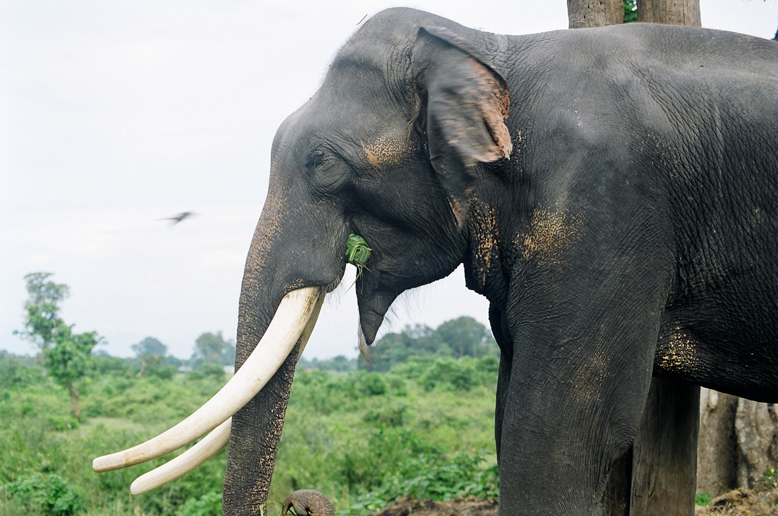 Вырасти слона. Индийский слон с бивнями. Хобот и бивни слона. Бивни африканского слона.
