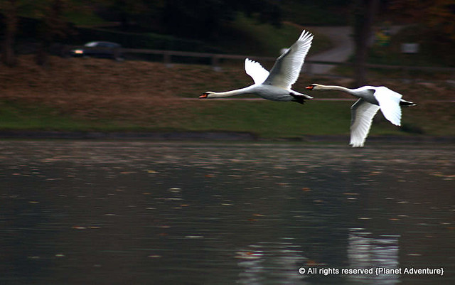 Mute Swans Flying - Lake Bled - Slovenia