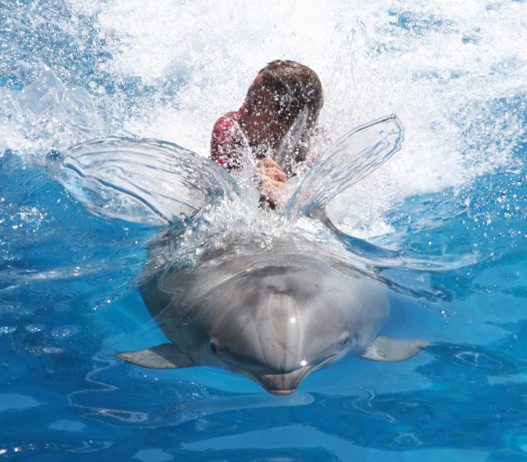 Дельфины с удовольствием разучивают. Дельфины. Плавать с дельфинами. Дельфины картинки. Человек Дельфин.