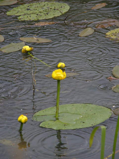 Nuphar lutea (Yellow Water-lily / Gele plomp) 0865