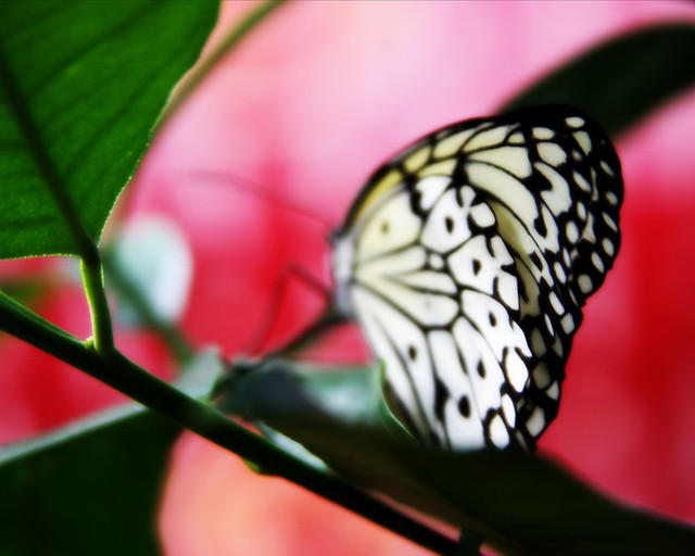 krohn butterfly