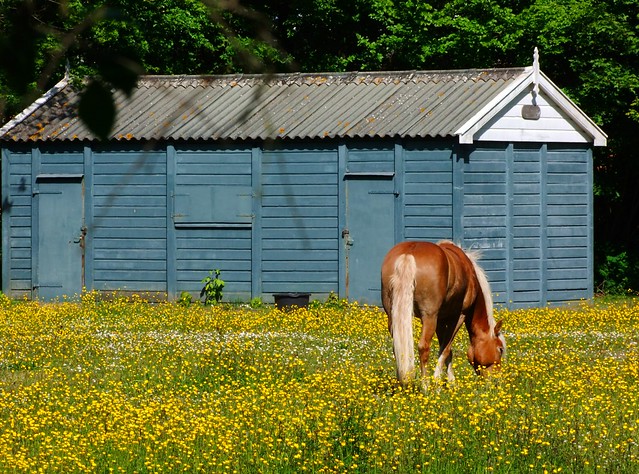 paard  tussen de bloemen
