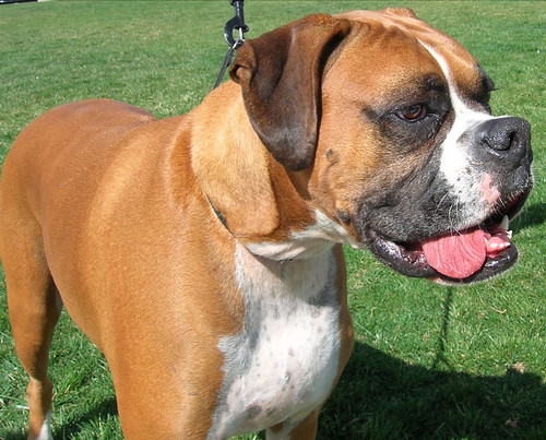 Boxer At the Park | This beautiful boxer was at the park and… | Flickr