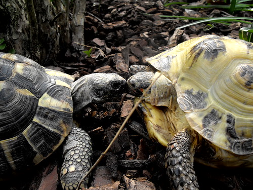Turtle love. | by annibal aka anne