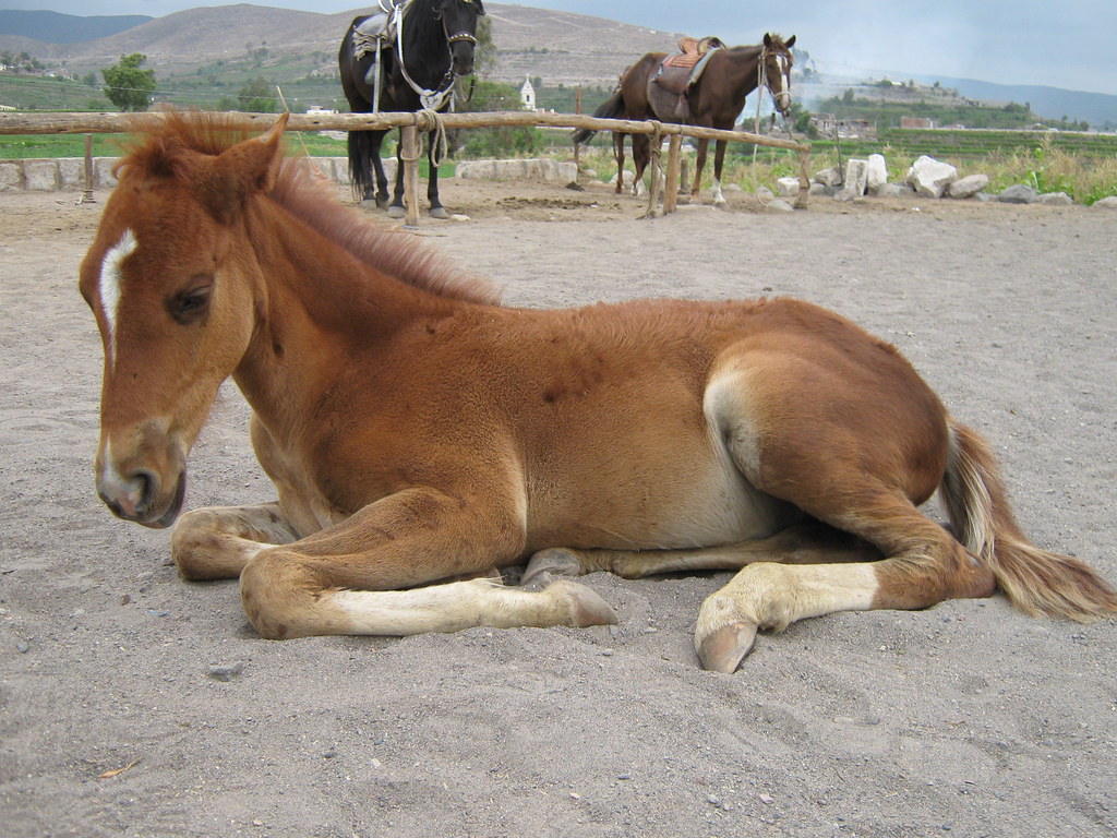 El pequeño caballo triste | Me dió pena este caballo. Mi pap… | Flickr