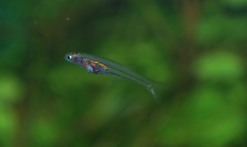 Danionella translucida | The smallest fish in the world | Flickr