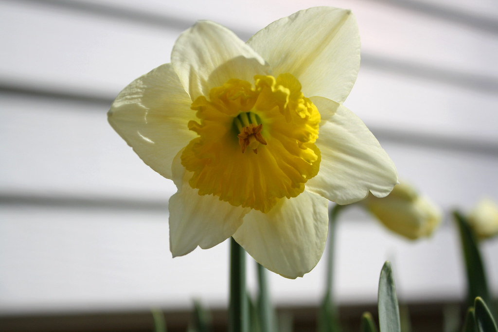 i believe in spring!! | You can do it spring - come on back … | Flickr
