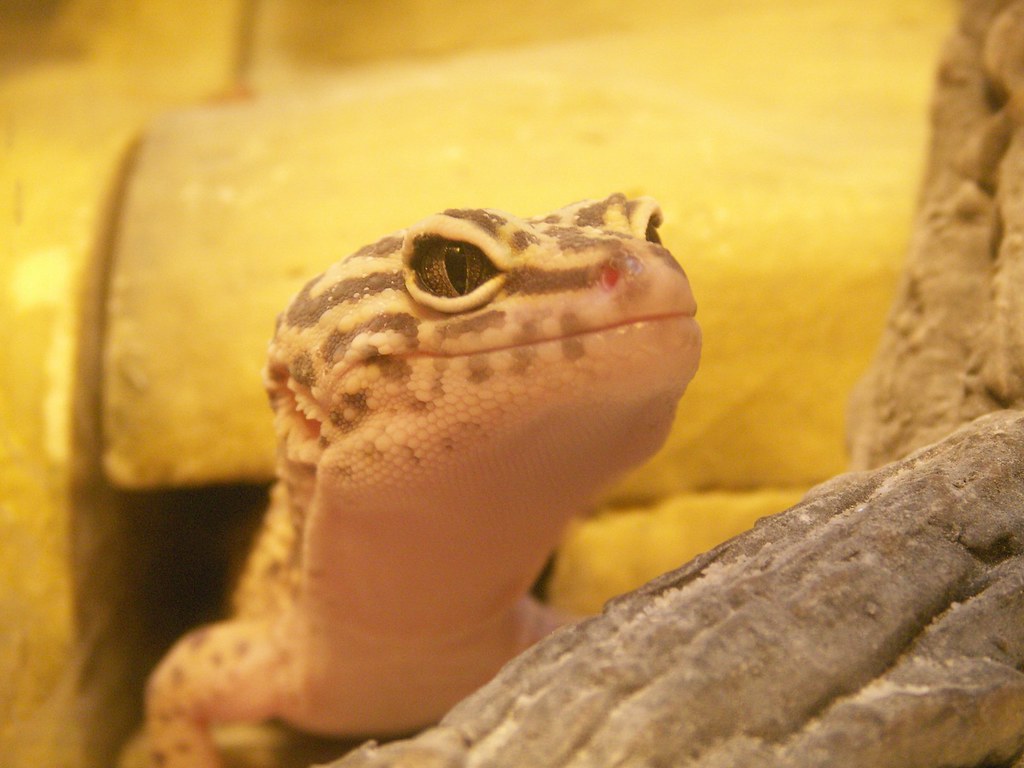 leopard geckos