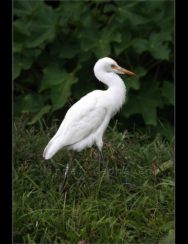 Intermediate egret | by Nirmal Madhavan
