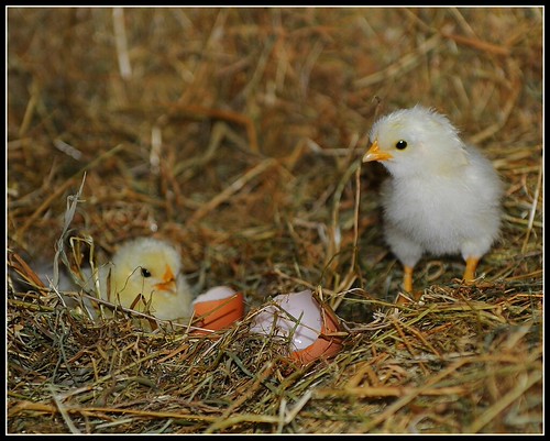 Nesting Chicks | by John Mangan L.I.P.F.