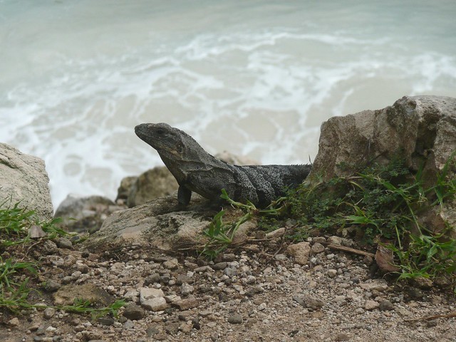 Black Iguana @ Tulum Yucatan Peninsula Mexico