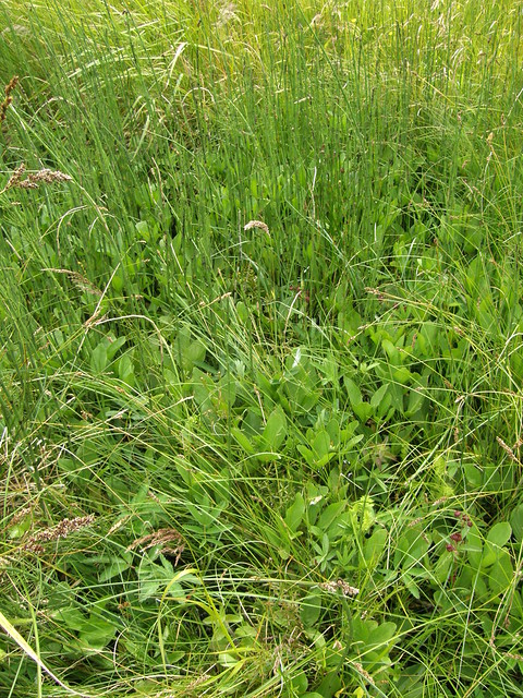 Equisetum fluviatile (Water Horsetail / Holpijp) & 0821 Menyanthes trifoliata (Bogbean / Waterdrieblad) 0463
