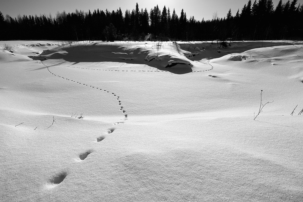 Trails by Joni Niemelä