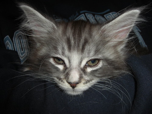 maine coon size