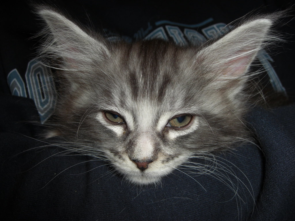 1 week old maine coon kittens